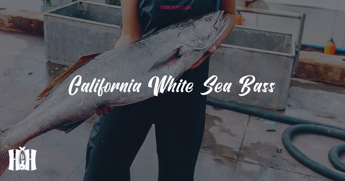 California White Sea Bass Brainfood Blog H&H Fresh Fish